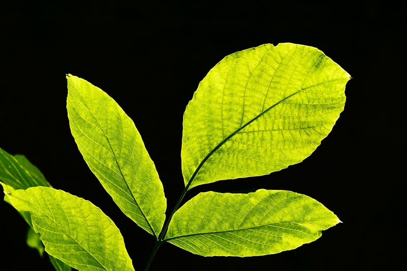 Nature-Inspired Art
